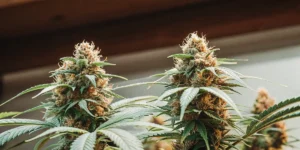 Hyper-realistic and detailed close-up of two dense Euphoria CBD cannabis buds with prominent orange pistils.