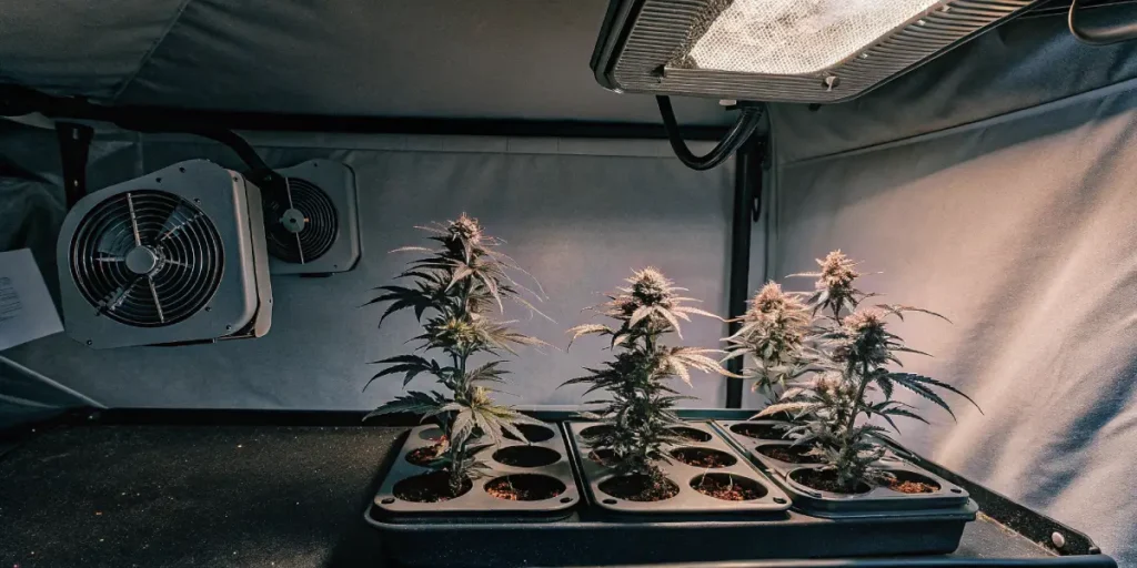 Hyper-realistic image of potted cannabis plants in a grow tent under warm overhead light, with a fan in background.