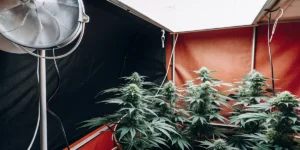 Hyper-realistic image of lush cannabis plants in a grow tent with a reflective fan and red paneling.