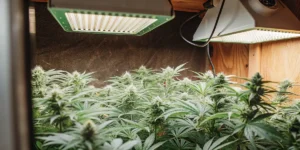 Hyper-realistic image showcasing a dense canopy of lush cannabis plants under bright overhead grow lights in an indoor grow room.