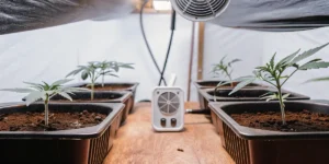 Detailed image of an indoor grow room setup with young cannabis seedlings in black pots, a small fan, and overhead grow lights.