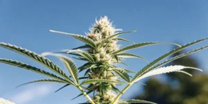 Macro image of a Bubba OG cannabis strain plant in an outdoor setting under clear blue sky.