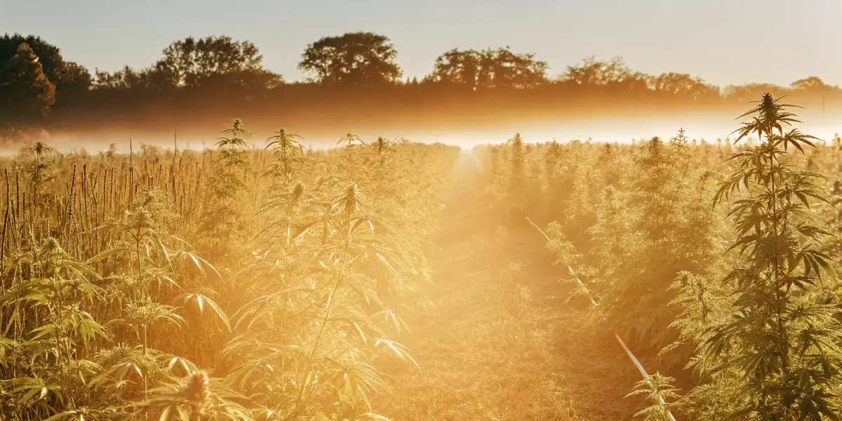 When is the Best Time to Plant Weed