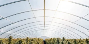 Rows of cannabis plants thriving inside a sunlit arched greenhouse.