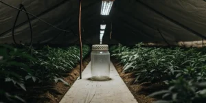 Glass jar humidifier placed on a walkway in an indoor cannabis grow room surrounded by plants