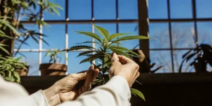 Hands gently inspecting cannabis leaves near a sunlit window with a clear blue sky.
