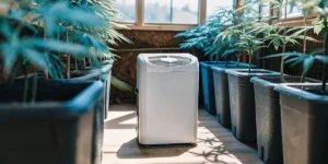 portable dehumidifier inside cannabis grow tent for humidity control