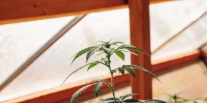 Young cannabis plant with vibrant green leaves growing in a wooden-frame greenhouse.