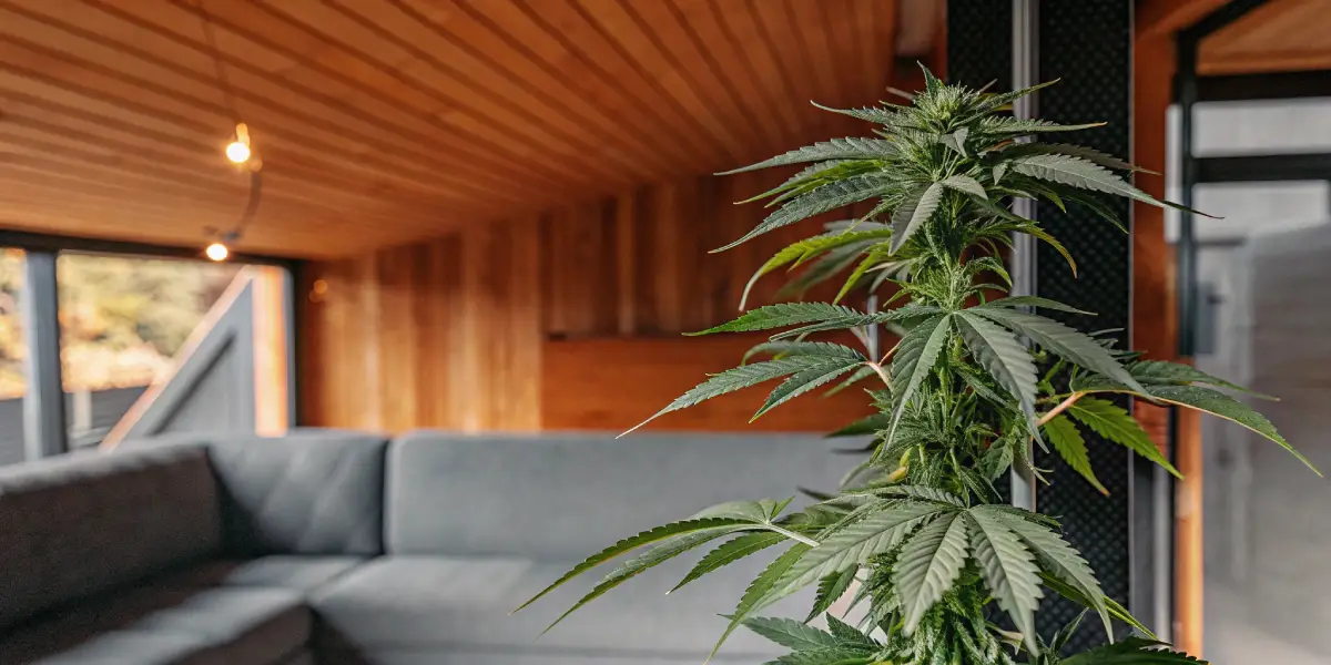 How to Grow Weed Indoors with Hydroponics