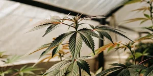 Close-up of a cannabis plant's top with dark green and reddish leaves, growing in a bright greenhouse.