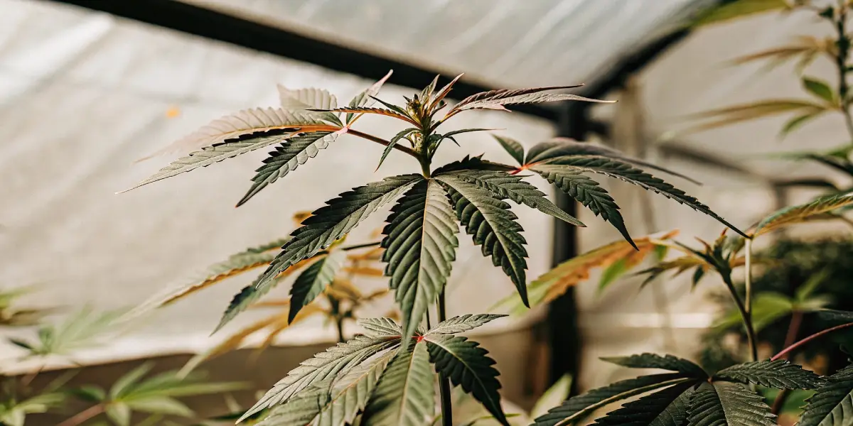 Phosphorus Deficiency Cannabis: Causes and Solutions