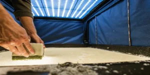 Hands meticulously scrubbing the white floor of a grow room, with LED lights on the right.