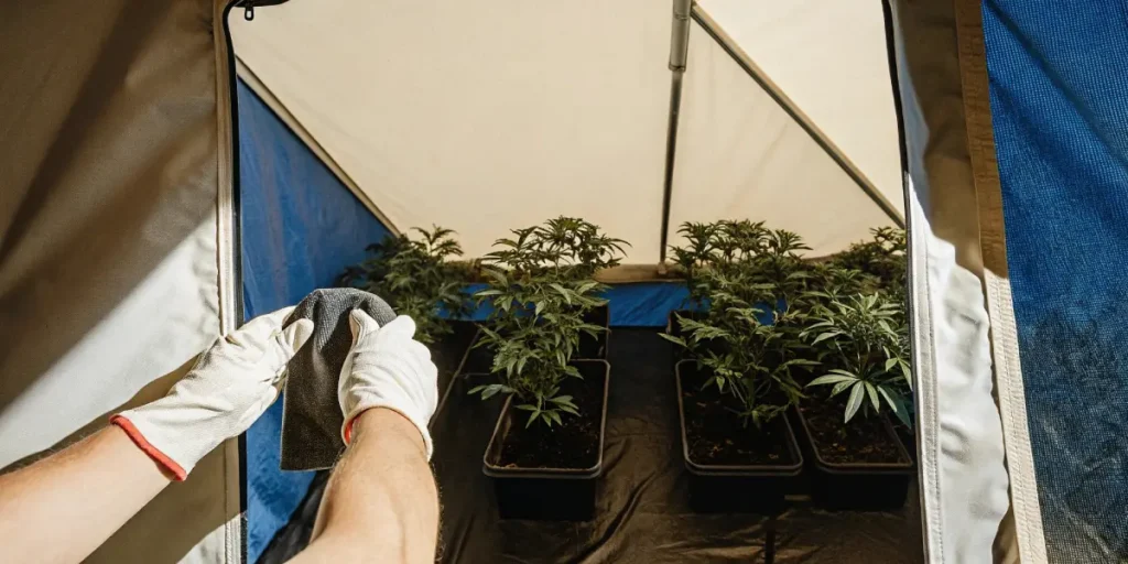 Gloved hands wiping inside a grow tent with several potted plants visible, through the open tent flap.