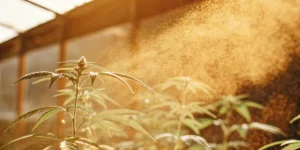 Close-up of a cannabis plant with a male flower, surrounded by a golden mist of pollen or light, in a sunlit greenhouse.