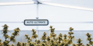 Auto Ultimate cannabis plants growing in a greenhouse environment with labeled sign above.
