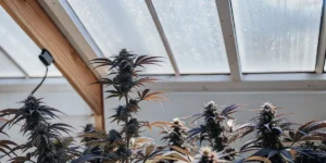 Black cannabis buds growing under natural sunlight in a greenhouse.