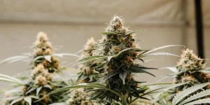 Close-up of a Blue Auto Mazar cannabis bud with frosty trichomes in an indoor grow.