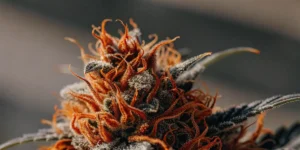 Close-up of a mature cannabis flower with red and orange hairs
