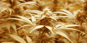 Close-up of a golden cannabis bud with dense trichomes under warm grow light