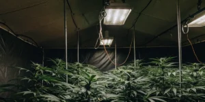 indoor cannabis grow room with HPS lights and healthy green plants in vegetative stage
