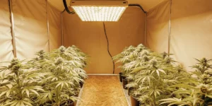 Indoor cannabis grow setup with LED lights and healthy plants in pots