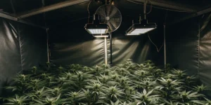 Indoor cannabis grow room with LED lights and ventilation system.