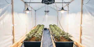 Indoor cannabis grow tent setup with young plants under artificial lights