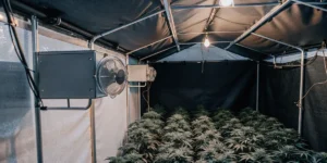 indoor cannabis grow room with fans and ventilation system