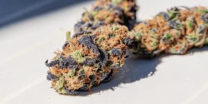 Close-up of frosty Meringue cannabis buds with vibrant orange hairs and dark purple accents.