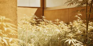 Outdoor cannabis garden with Frisian plants growing near a rustic wall under natural sunlight.