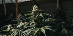 Close-up of Pamir Gold cannabis bud in flowering stage