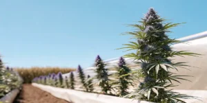 thriving Frisian Dew cannabis plants in outdoor grow under clear blue sky