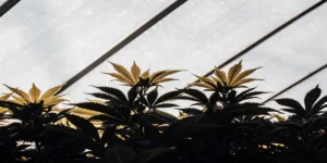 Close-up of vibrant autoflower cannabis plants in silhouette, with golden leaves backlit by sun through a greenhouse roof.