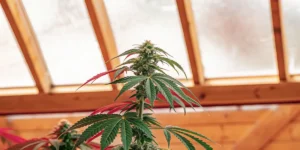 Close-up of a cannabis plant with prominent buds and green leaves, with hints of red, under a sunlit greenhouse roof.