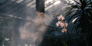 Close-up of a delicate white orchid in a lush tropical greenhouse, being misted with water.