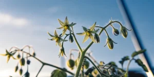 Macro shot of delicate yellow tomato flowers and budding fruits on a plant stem, against a bright blue sky.