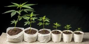 Baby Boom Auto seedlings in different growth stages lined up in pots.