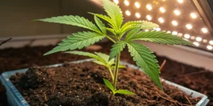 cannabis Blackberry Moonrocks plant developing buds under LED lights indoors.