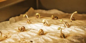Germinating cannabis seeds sprouting on a paper towel under warm light.