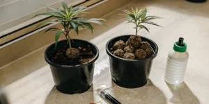 Cannabis seedlings growing in black pots with fertilizer balls and watering bottle.