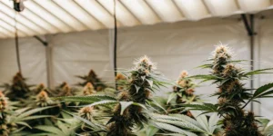 Indoor cannabis grow room with mature frosty buds under bright artificial lights.