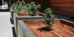 Outdoor cannabis plants growing in large concrete pots.