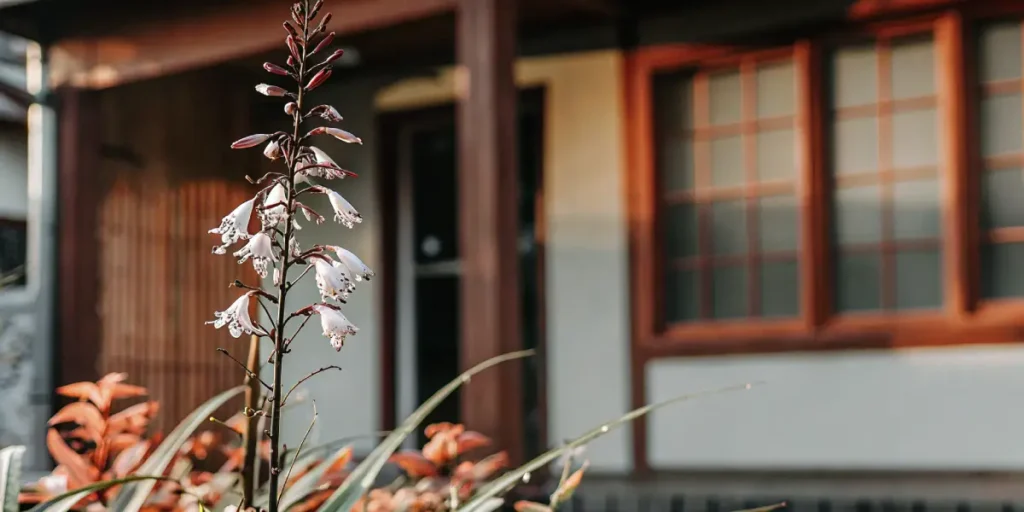 Close-up of a single automatic flowering plant with delicate white-pink blossoms, near a house with wooden window frames.