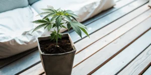 Healthy autoflower cannabis plant growing in a fabric pot on a wooden deck.