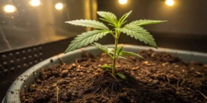 Cookies Haze cannabis seedling growing in rich soil under warm grow lights.