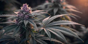 Critical Purple Auto cannabis plant in full bloom with purple buds.