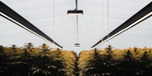 indoor cannabis farm with rows of healthy plants under LED grow lights