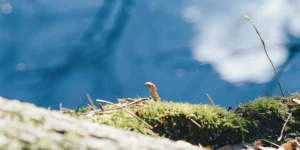 close-up of a worm on green moss near water surface