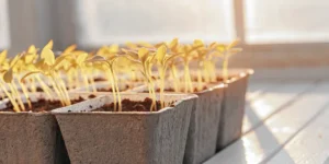 Close-up of young seedlings sprouting in biodegradable starter trays inside a greenhouse.