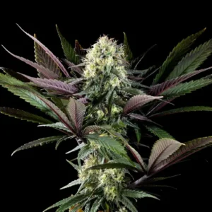Apple Fritter strain by Kannabia featuring dense resin-coated buds and healthy cannabis plant growth